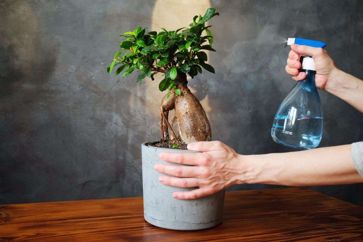 Il terreno ideale per il ficus bonsai