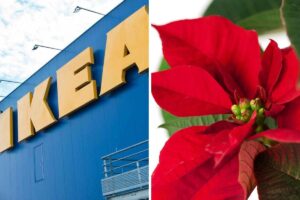 La Stella di Natale di Ikea