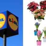 Scopri le piante in offerta nel weekend da Lidl