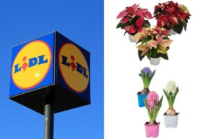 Scopri le piante in offerta nel weekend da Lidl