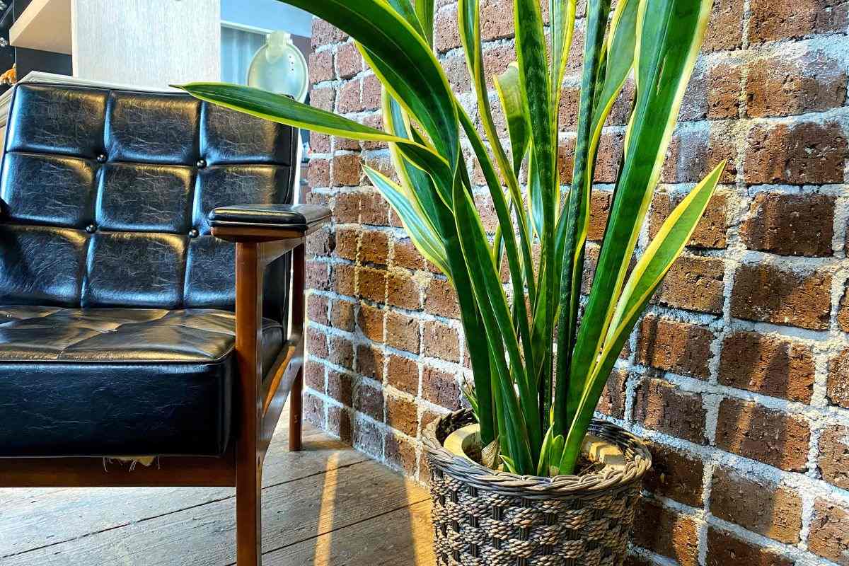 Consigli utili per la cura della Sansevieria