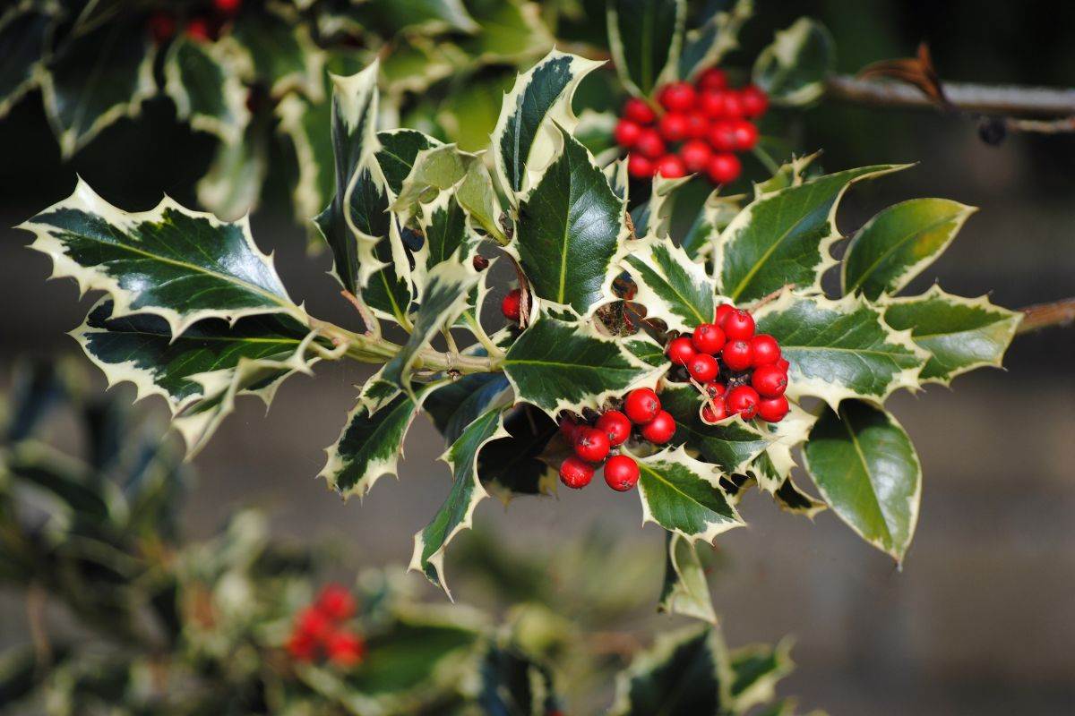 Agrifoglio eleganza e bacche rosse