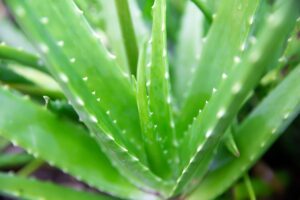 Crescita pianta aloe in inverno