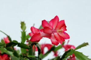 Il posto perfetto per il cactus di Natale