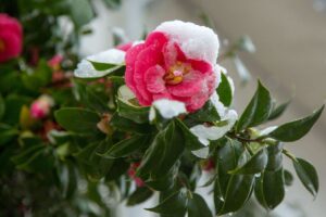 Camelie che fioriscono in inverno