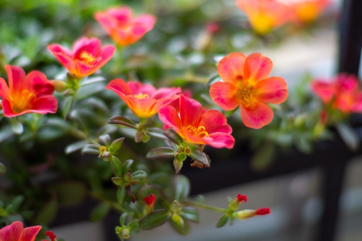 Gi errori da evitare con la Portulaca