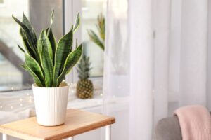 Moltiplicare la Sansevieria a casa