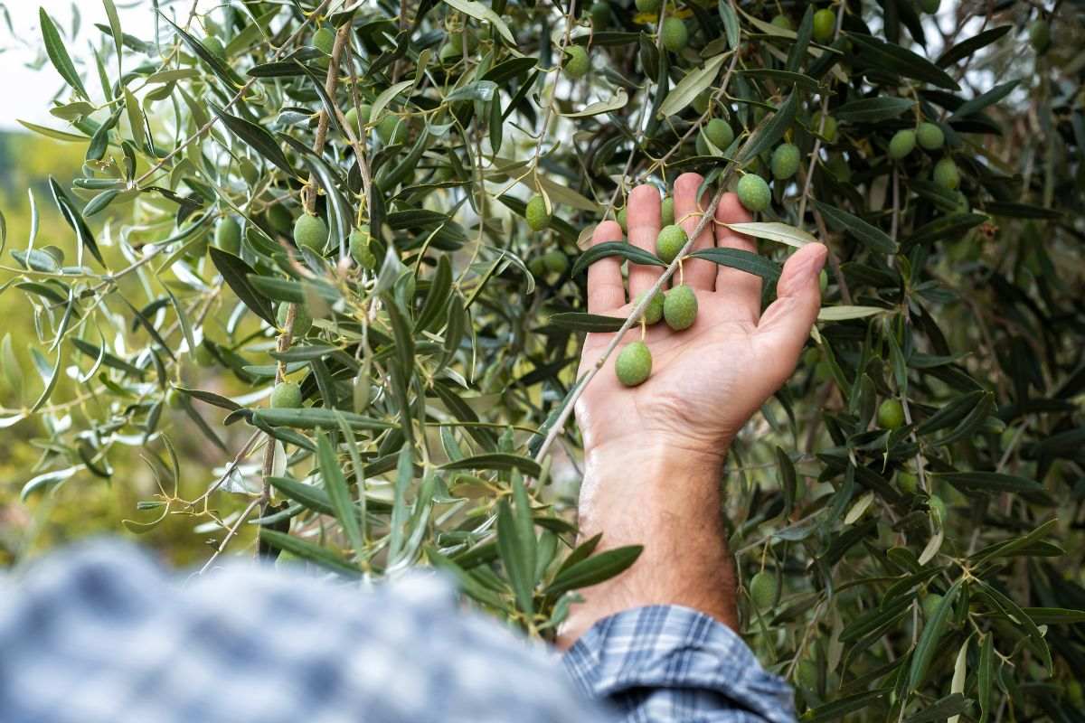 Cura e crescita della piantina di olivo