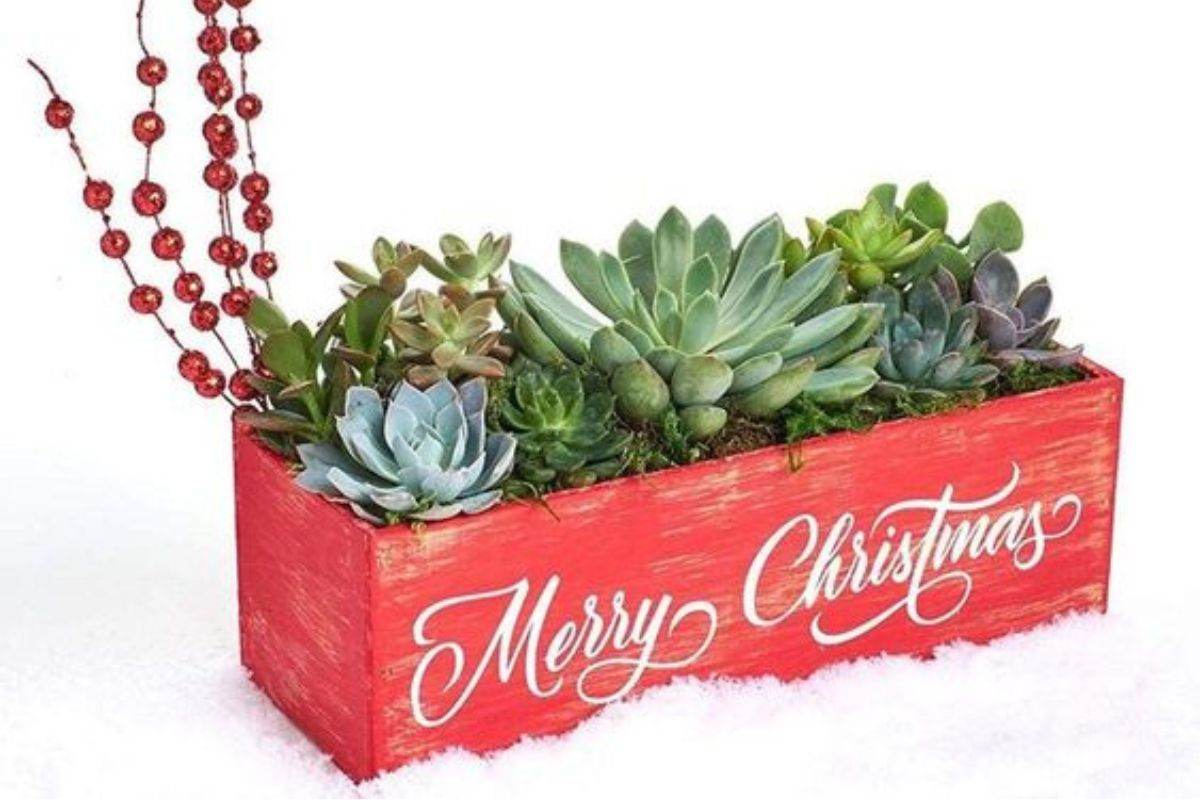 decora con le succulente Natale