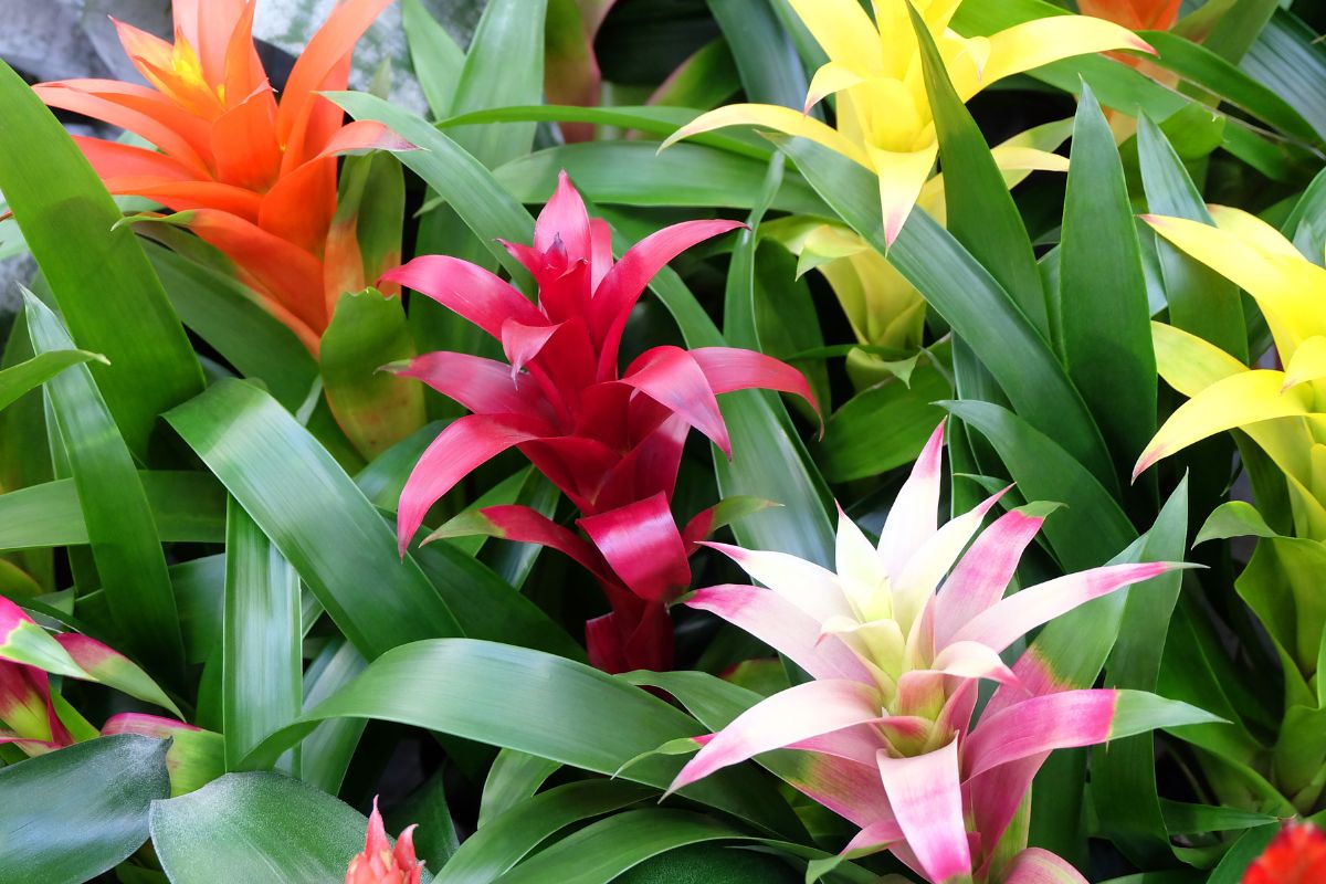 Composizioni floreali con bromelia, ciclamino e stella di natale