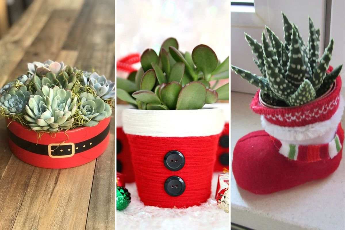 crea delle composizioni con le succulente