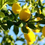 come concimare per avere limoni a dicembre