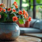 come coltivare la begonia in casa