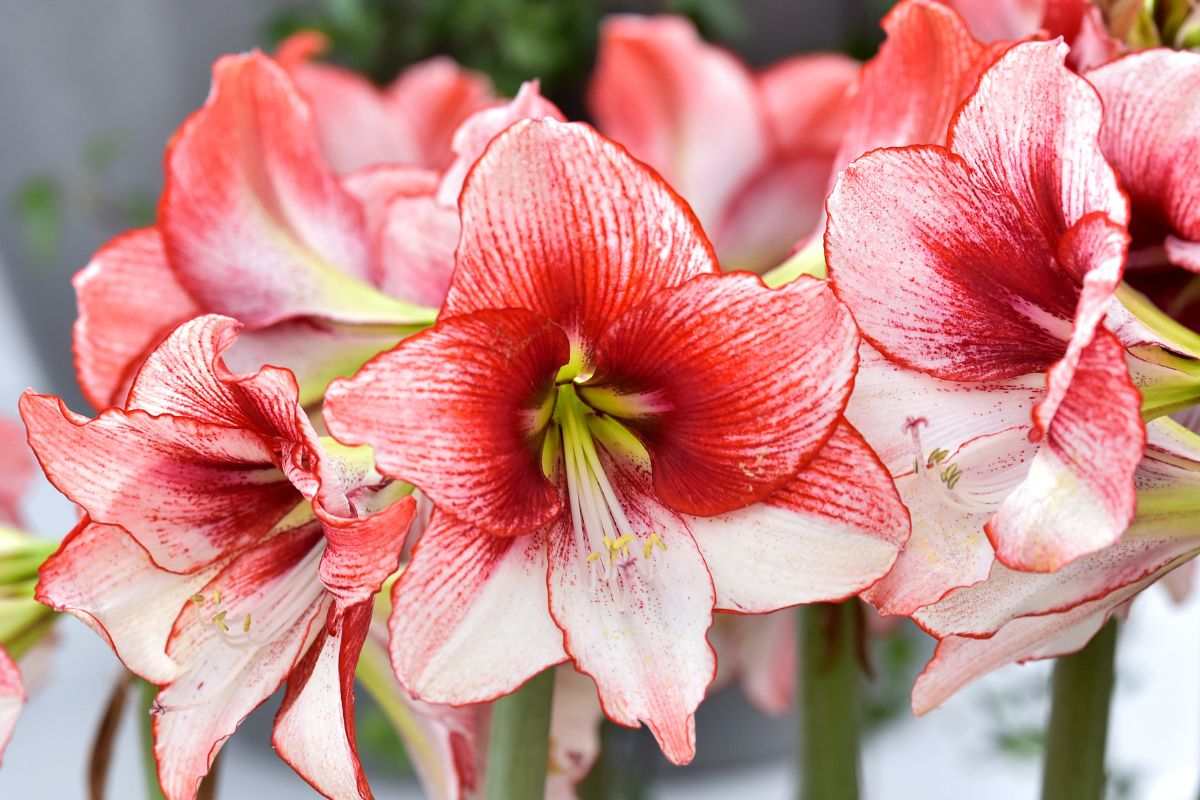 cura dell'Amaryllis