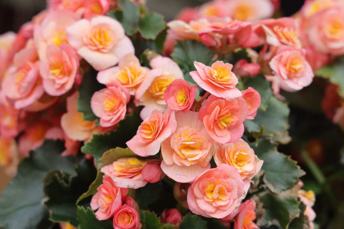 errori da evitare nella cura della begonia