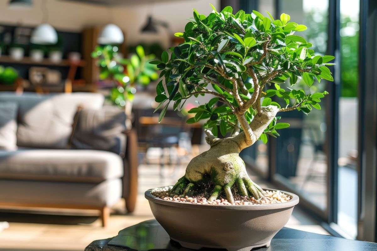 Il giusto equilibrio per il tuo ficus bonsai