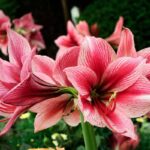 come coltivare Amaryllis in acqua