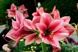 come coltivare Amaryllis in acqua