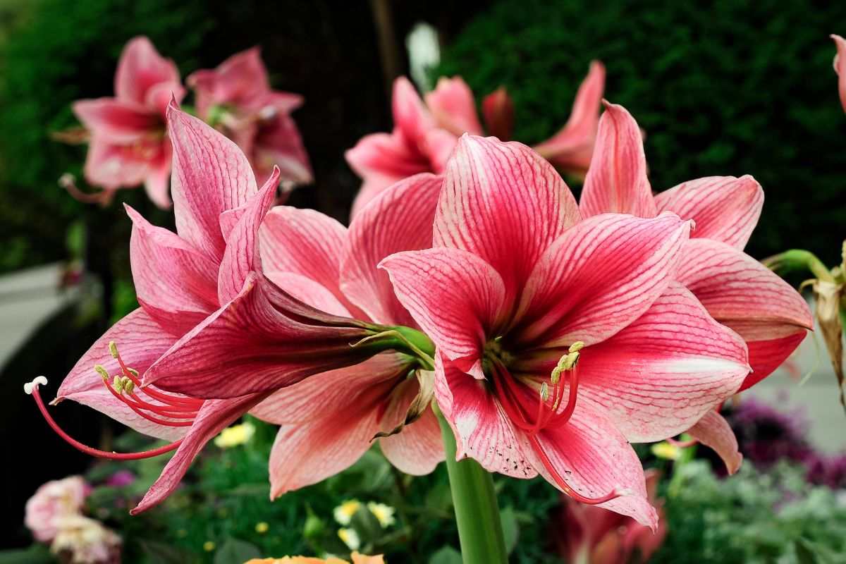 come coltivare Amaryllis in acqua