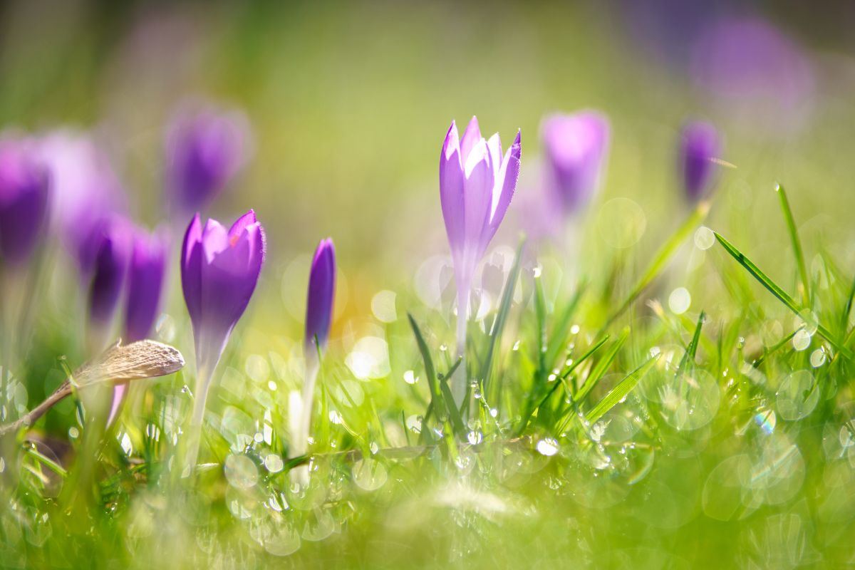 Piante autunnali per un giardino in fiore