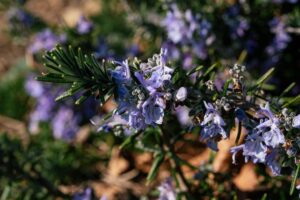 cosa si può fare con i fiori di rosmarino