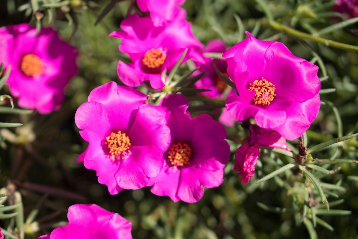 Mantenere la Portulaca in salute