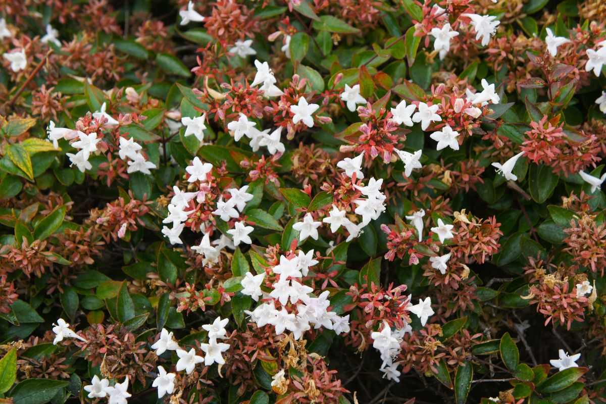 Tutto ciò che serve alla tua abelia