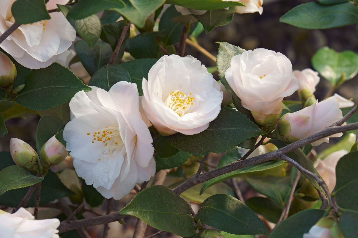 Scegliere la camelia invernale giusta