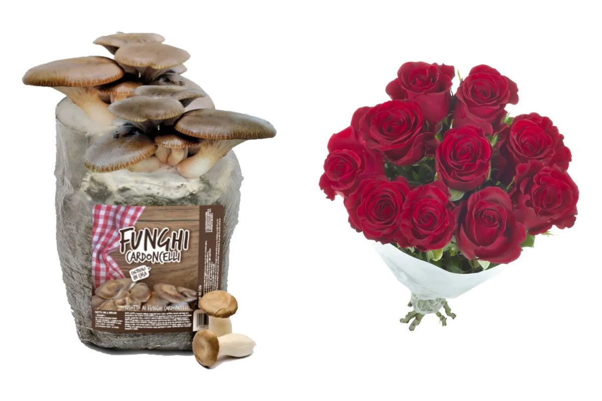 Funghi e mazzo di rose da Lidl