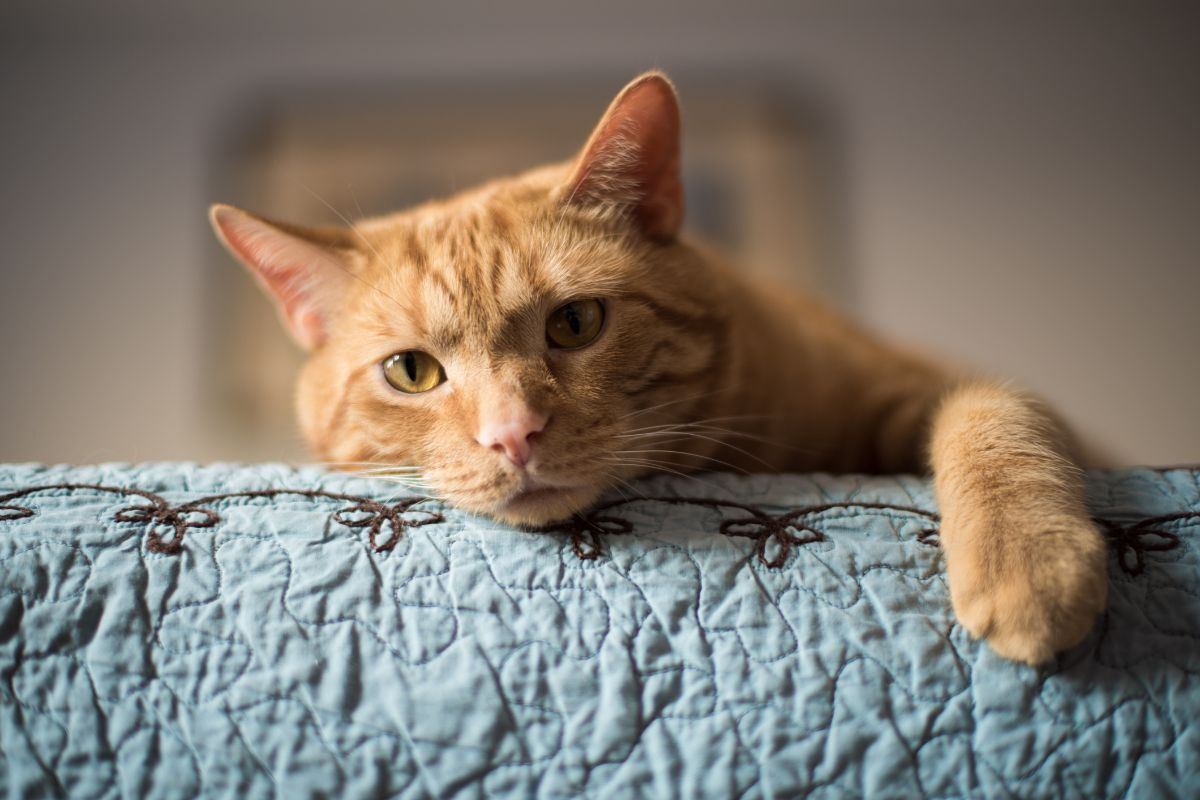 Problemi pipì gatto in casa