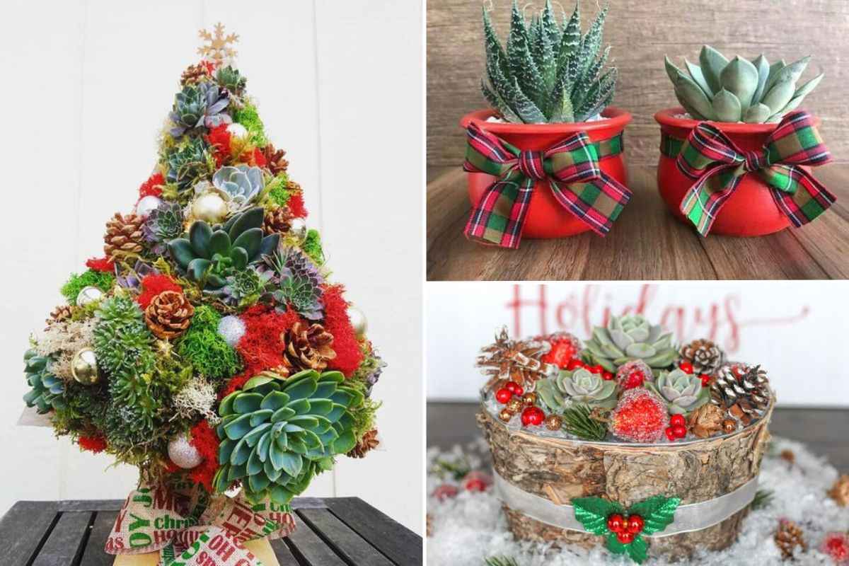 crea decorazioni con le succulente a Natale