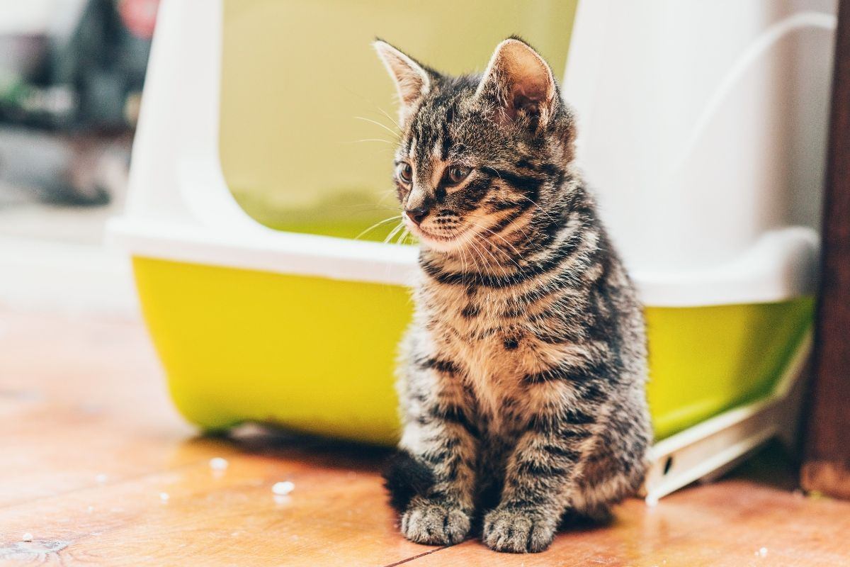 Creare un ambiente sicuro per il gatto