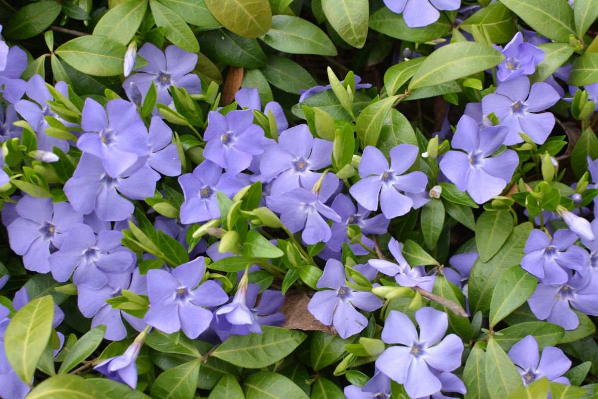 Pervinca in autunno sul balcone