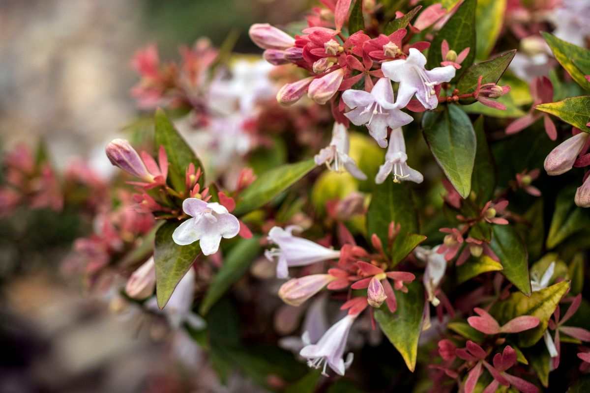 Consigli e segreti per l'abelia