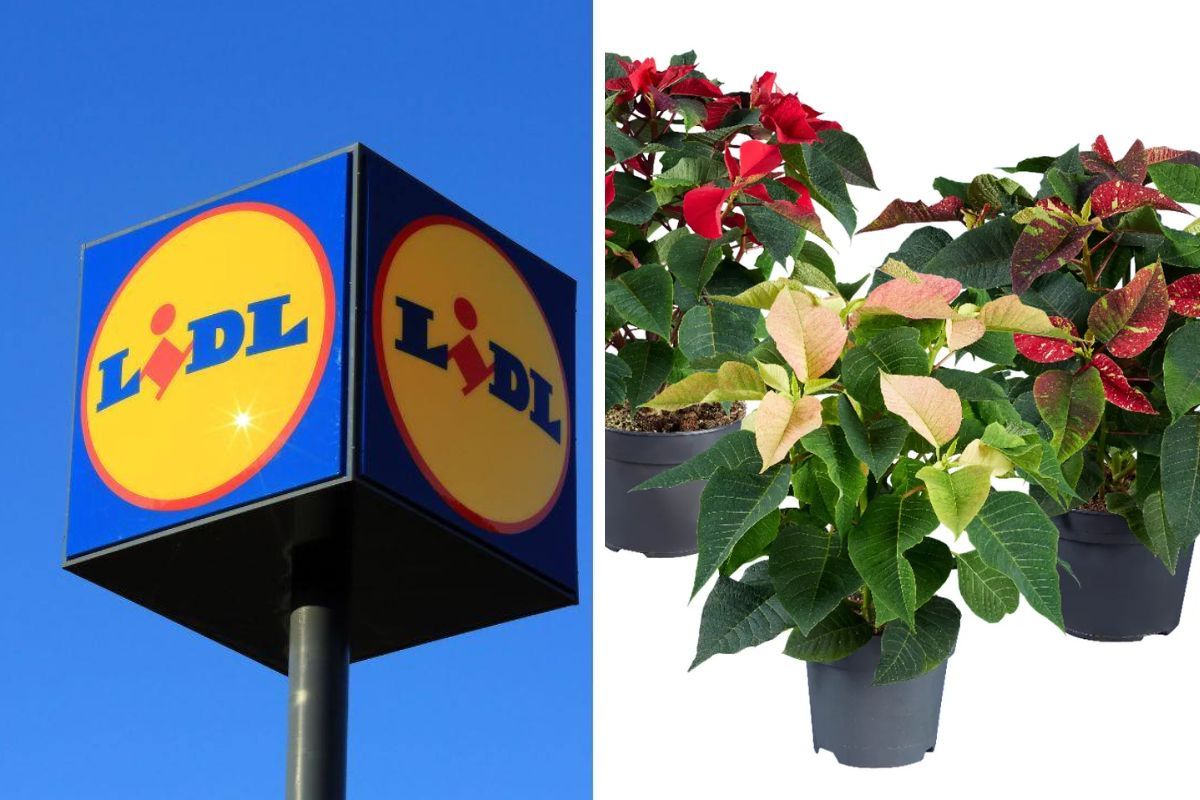 Stella di Natale torna in offerta da Lidl