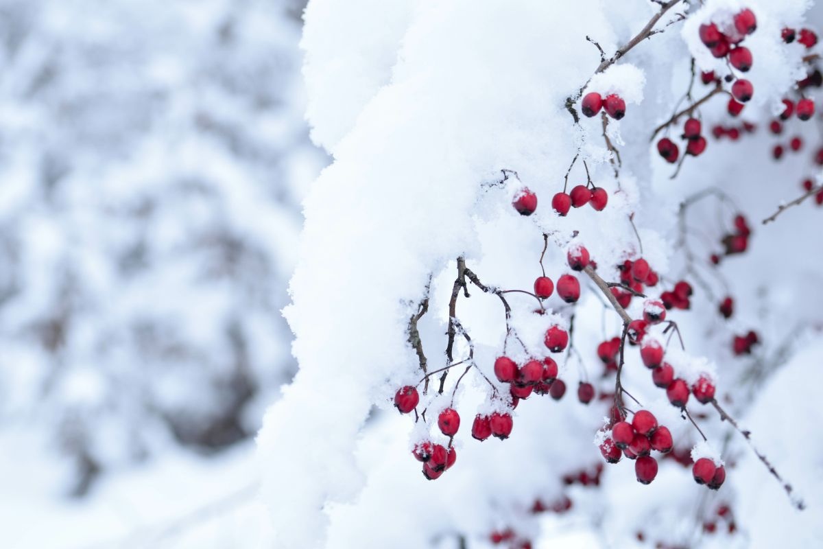 Pianta con le bacche per il tuo inverno