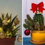 Come decorare con le piantine grasse a Natale