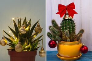 Come decorare con le piantine grasse a Natale