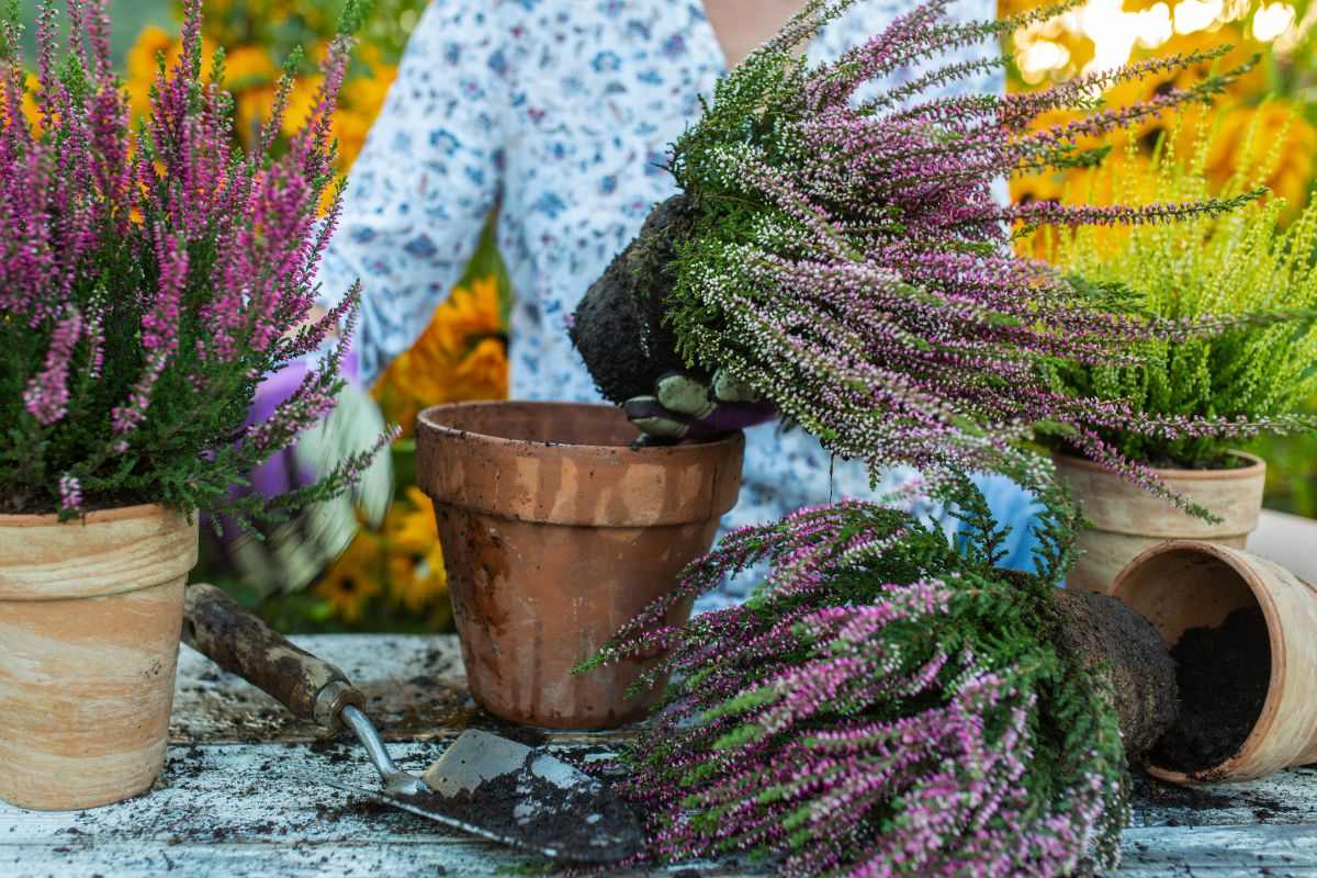 Le migliori piante per il tuo giardino d’inverno