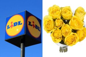 Lidl: tutte le piante e fiori in offerta