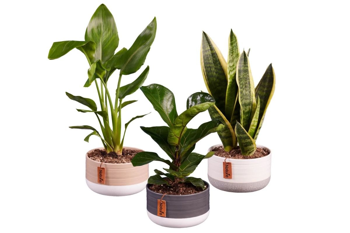 Piante in ceramica in offerta da Lidl