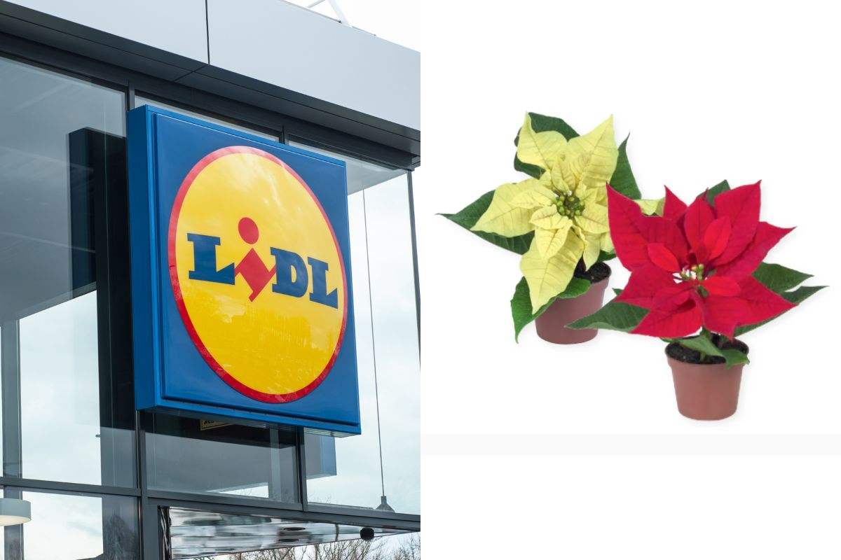 arrivano le offerte del weekend sulle piante Lidl