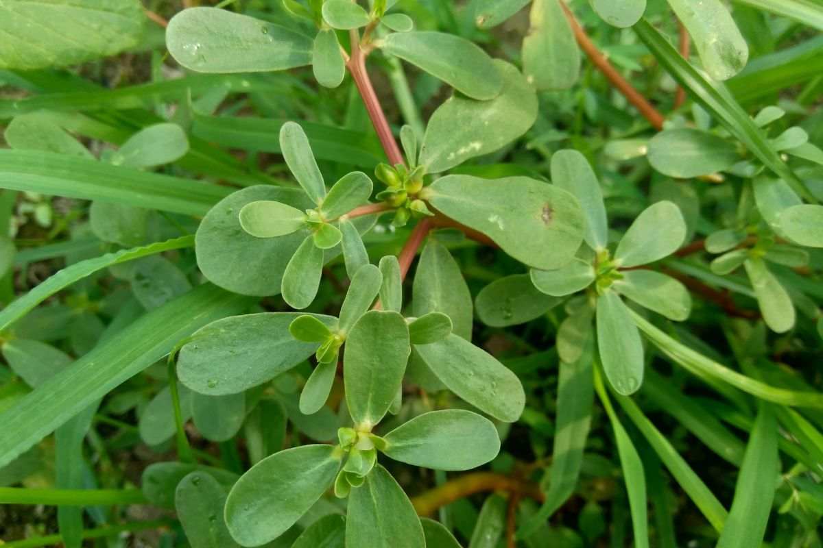 benefici della portulaca in giardino