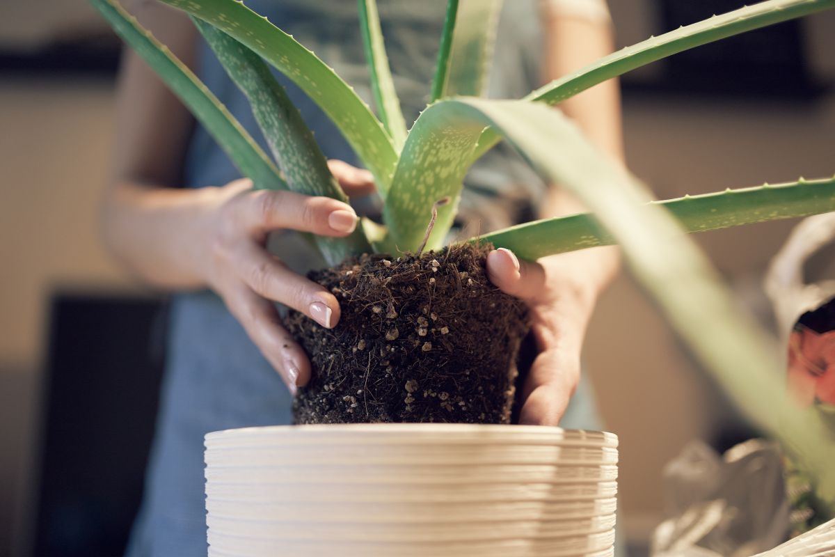 Come prendersi cura dell’aloe