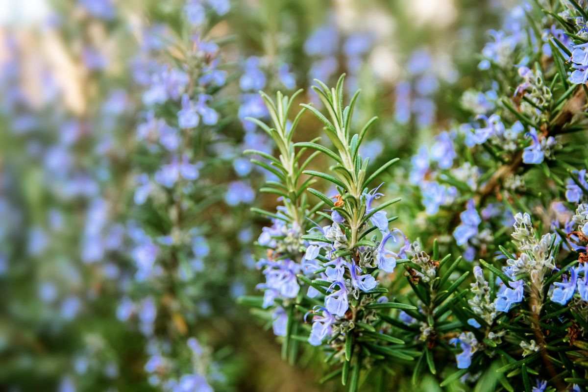 Rosmarino la pianta aromatica sempreverde