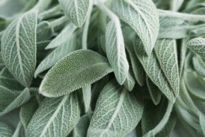 come proteggere salvia in inverno