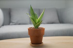 Quando cambiare vaso alla tua sansevieria