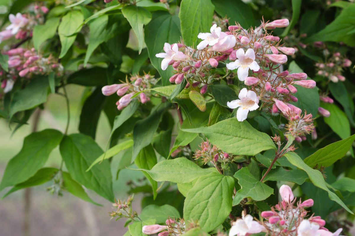 Scegliere la Kolkwitzia per il tuo giardino