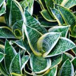 Le 10 varietà di Sansevieria