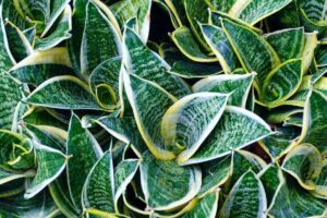 Le 10 varietà di Sansevieria